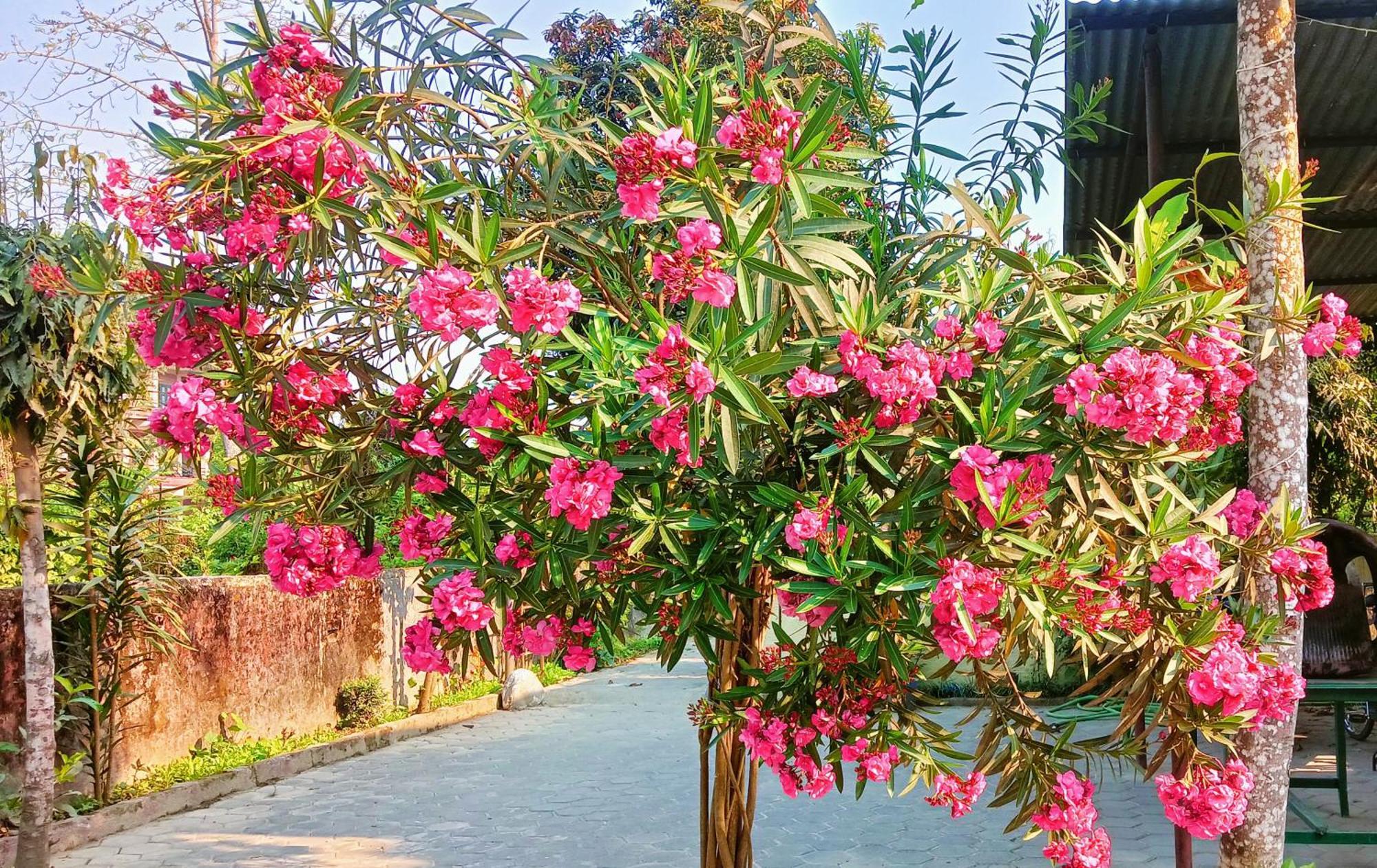 Hotel Butterfly - Peaceful Garden For Nature Lovers Саураха Екстер'єр фото